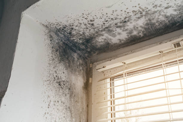 Affordable Commercial Mold Remediation solutions in Welcome, NC